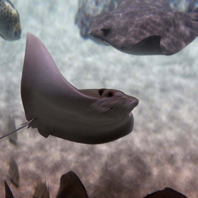 Cow Nosed Rays At Sea Life