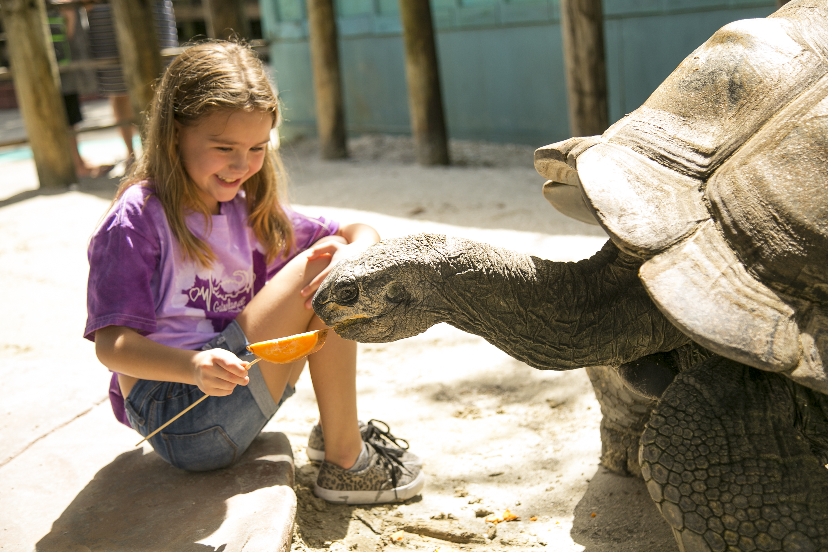 Girl Feeding Tortoise