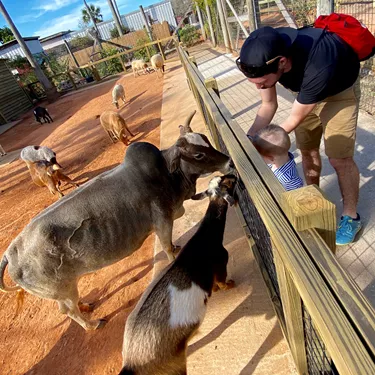 Petting Zoo at Gatorland