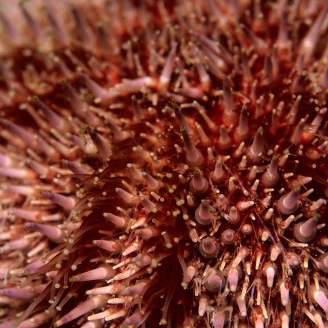 Touch Pool Urchin