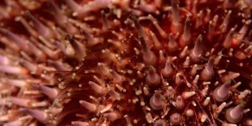 Touch Pool Urchin