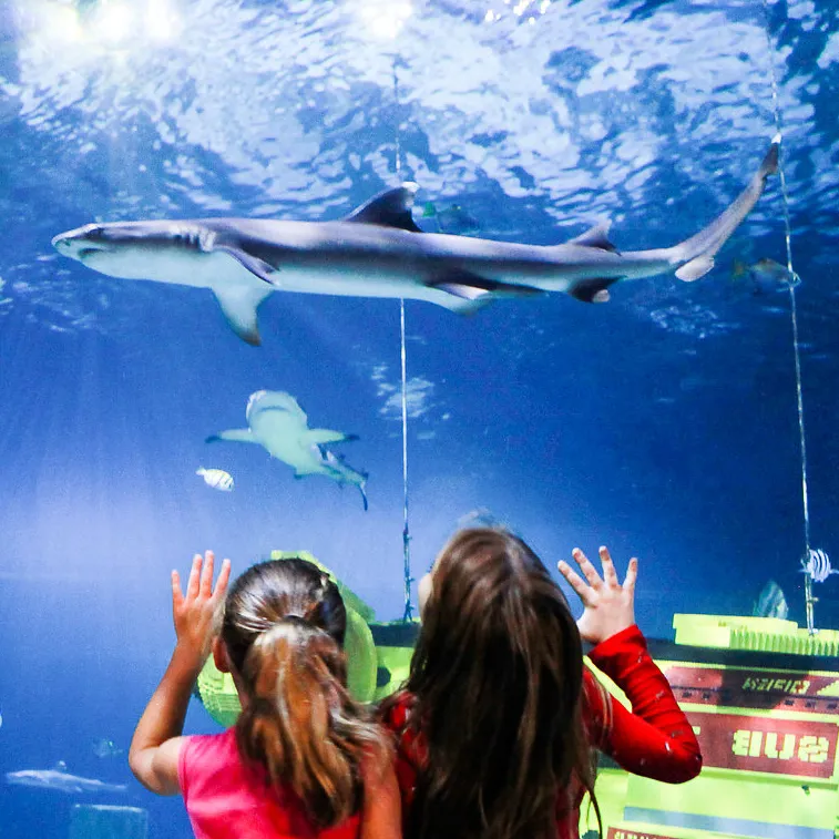 SEA LIFE® Aquarium Shark 