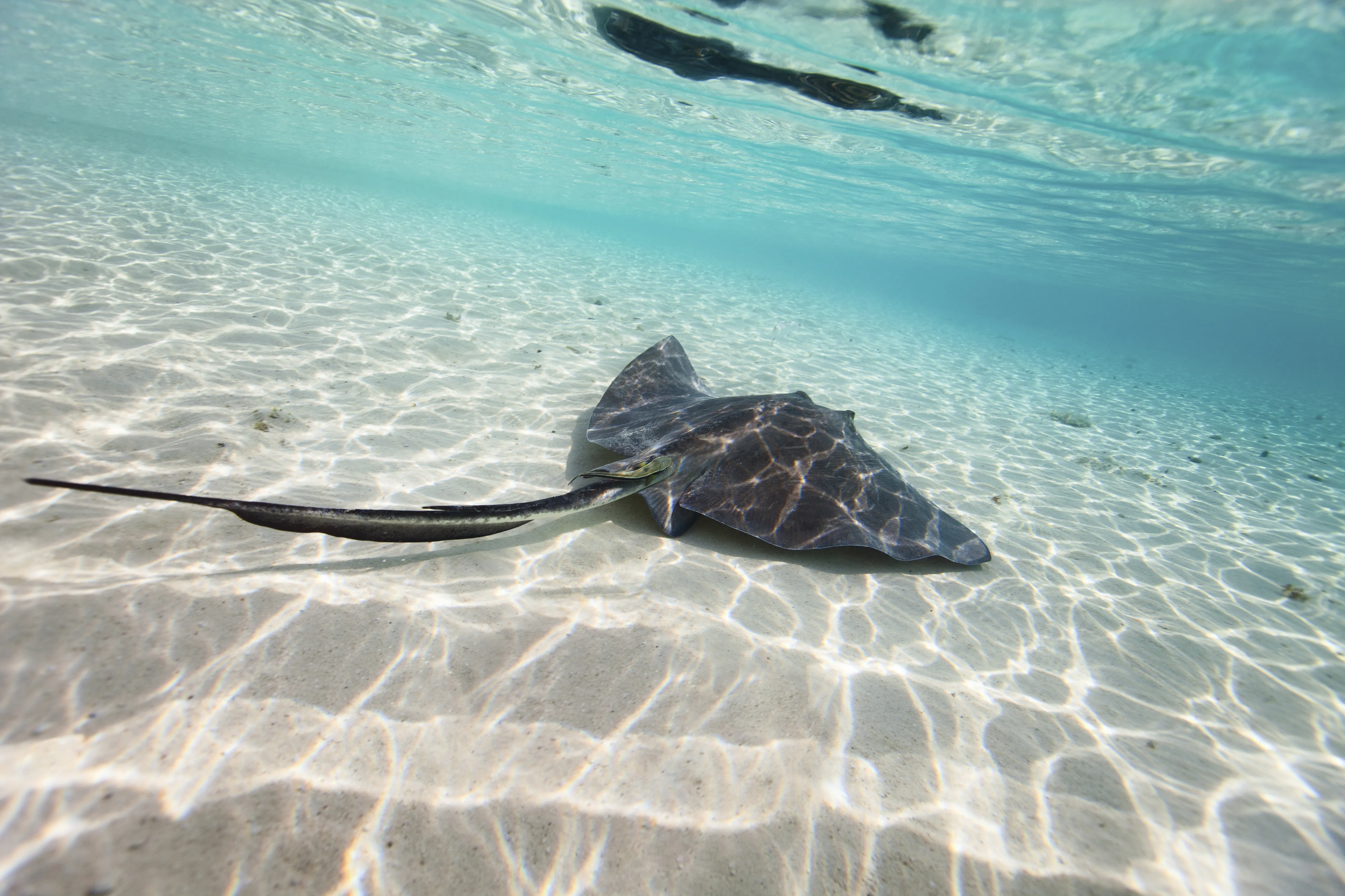 Stingray