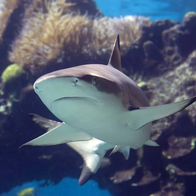 Blacktip At Sea Life