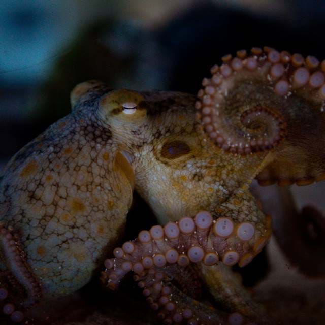 Octopus At Sea Life