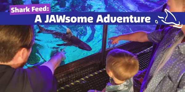 SL Jawsome Adventure Decoy