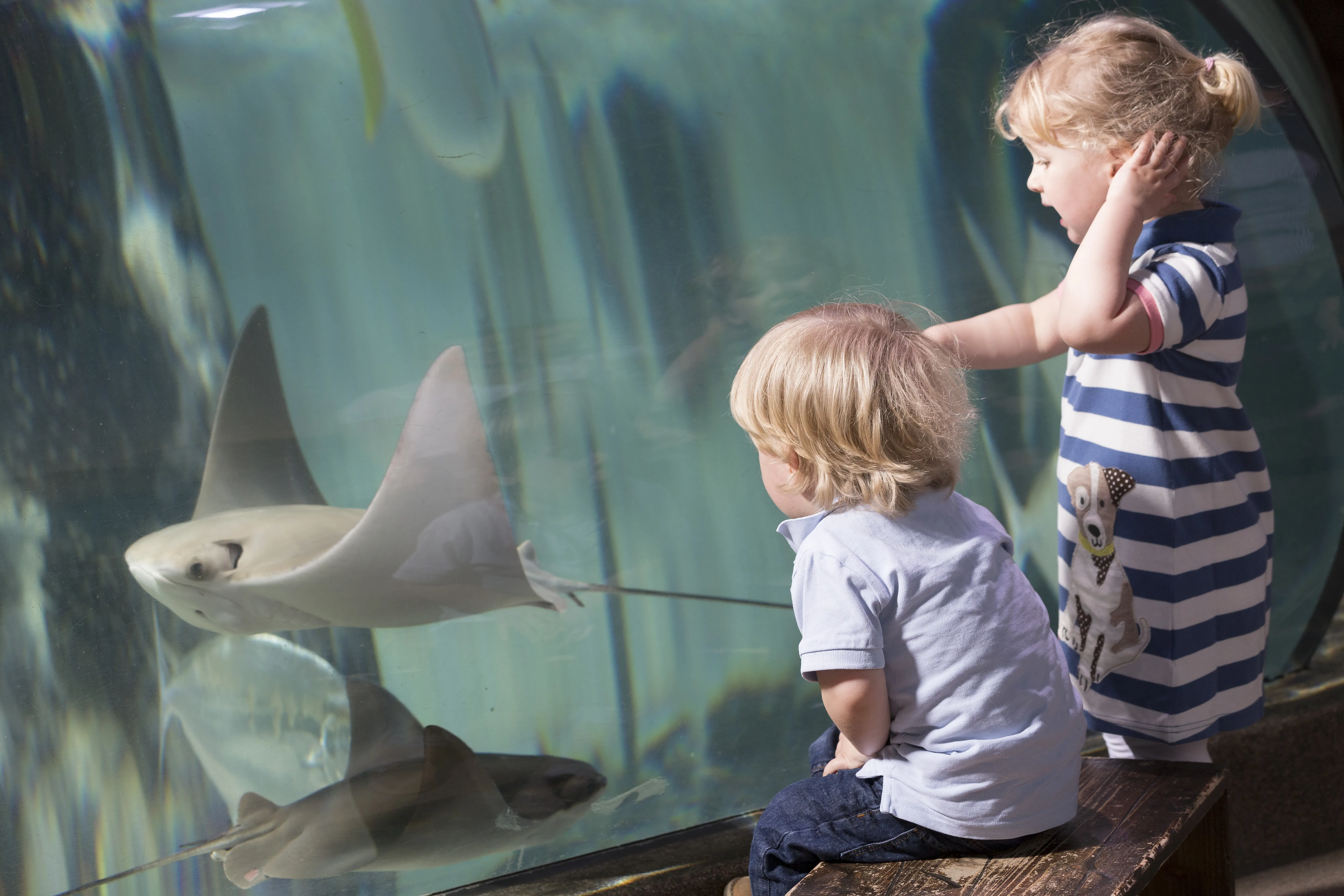 Cownose Ray Rhinoptera