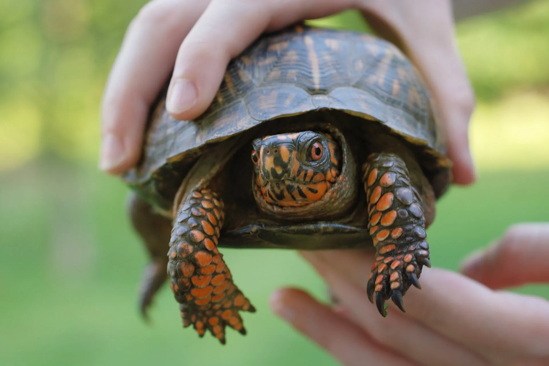 Hands holding Turtle at Sea Life Reptile Encounter