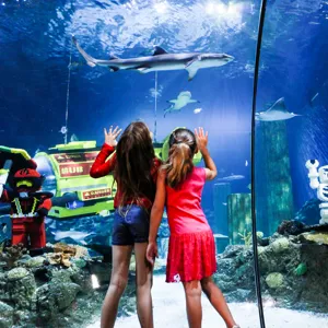 Sea Life Underwater