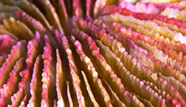 Circle Coral