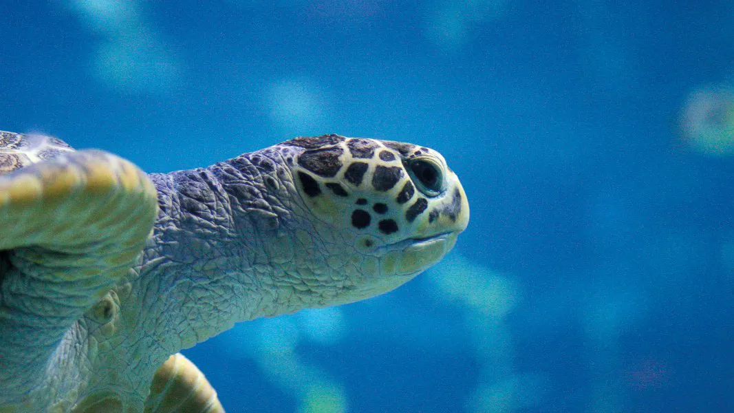 Sea Turtle