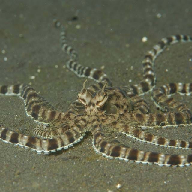 7154 Octopus Berrima