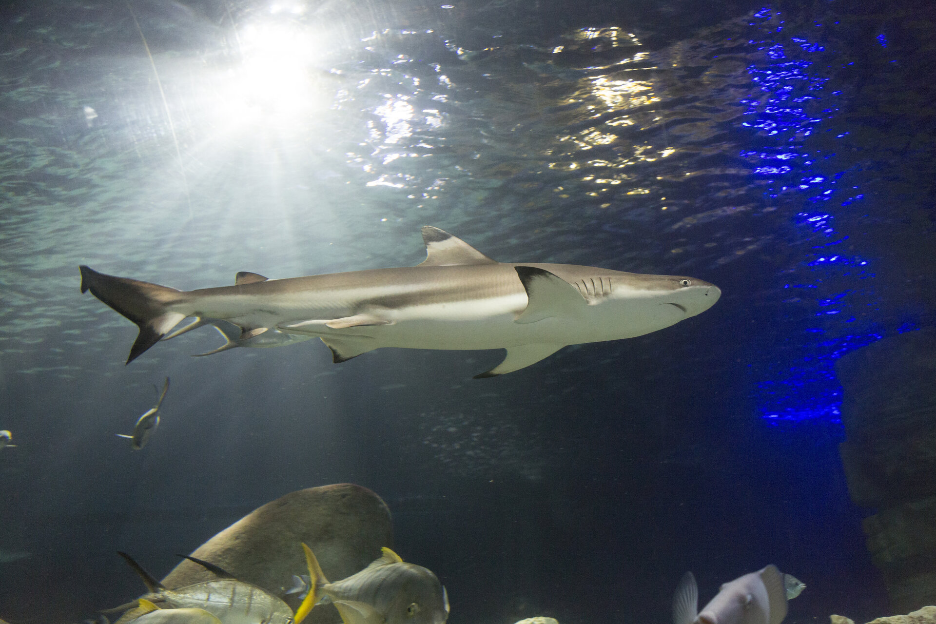 Shark swimming through aquarium at SEA LIFE 