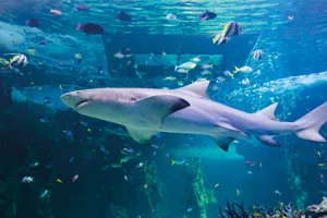 Shark at SEA LIFE