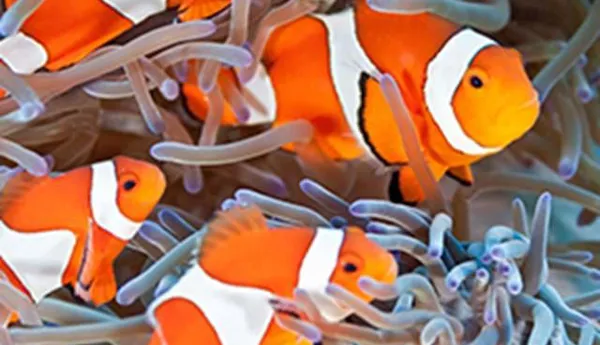 Circle Clownfish