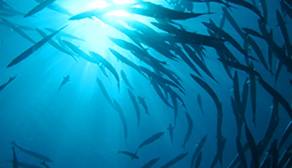 School of Fish at SEA LIFE