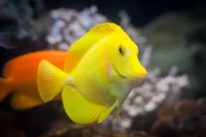 Yellow Tang At Sea Life