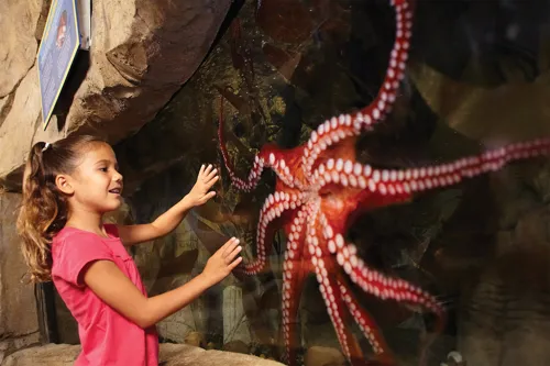 Octopus at SEA LIFE California