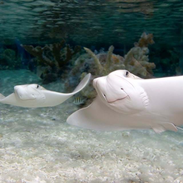 Cow Nosed Ray At Sea Life