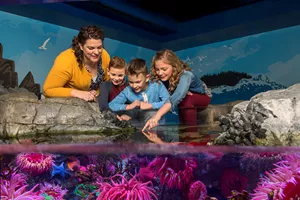 Analytiker albue Vores firma SEA LIFE Aquarium at LEGOLAND® California Resort
