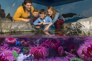 Sea Life Aquarium Touch Pool