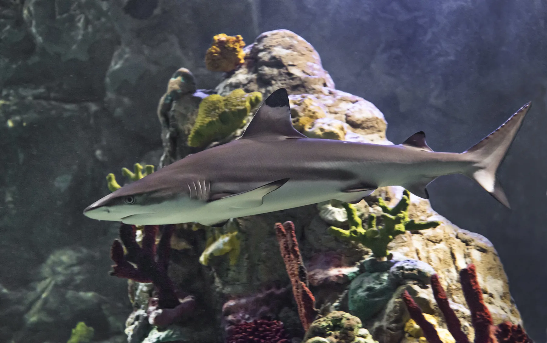 Shark At Sea Life