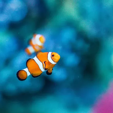 Clown fish at SEA LIFE