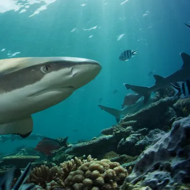 Featured Shark