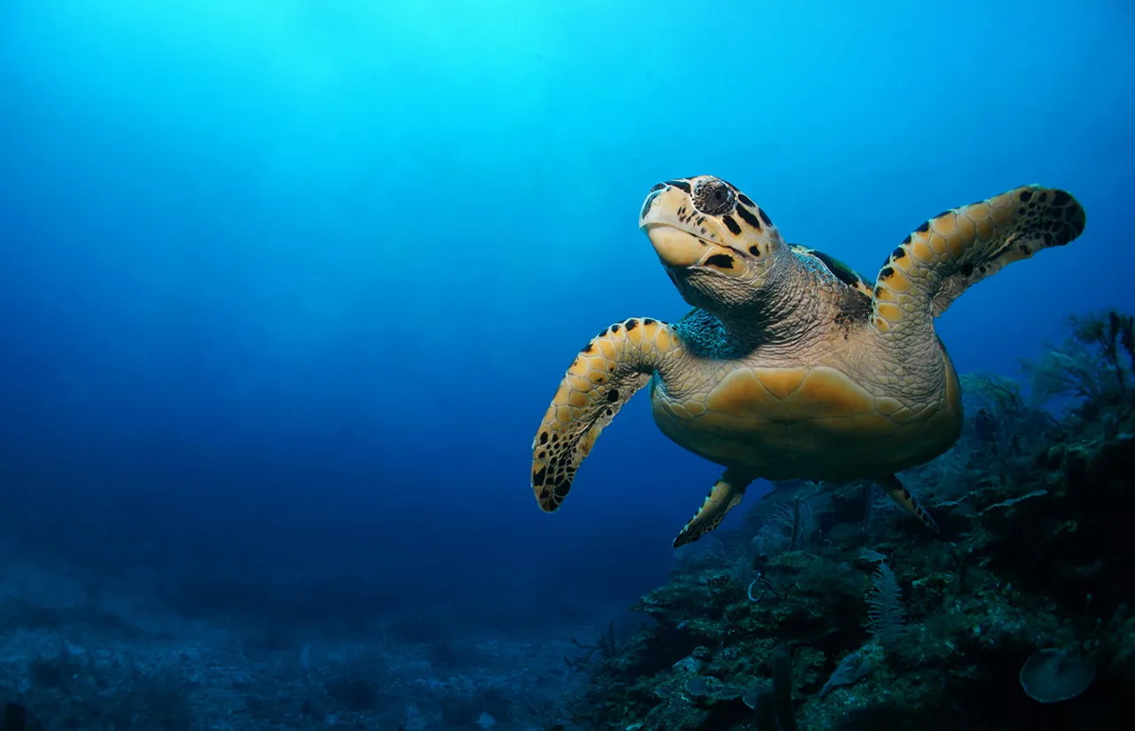 Sea Turtle at SEA LIFE