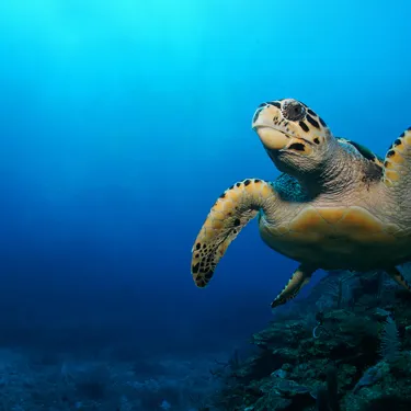 Sea Turtle at SEA LIFE