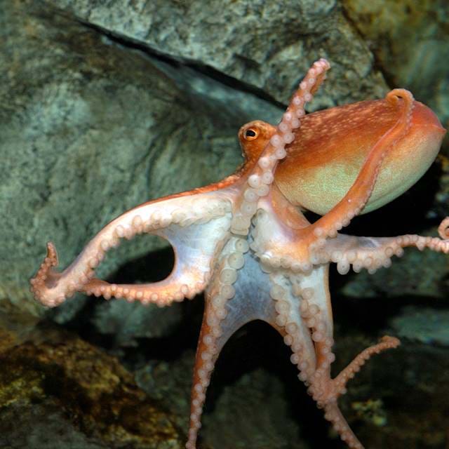 Common Octopus At Sea Life