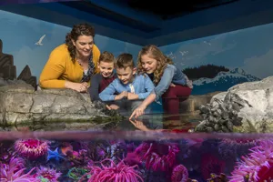 A family explores the Sea Life Aquarium Touch Pool