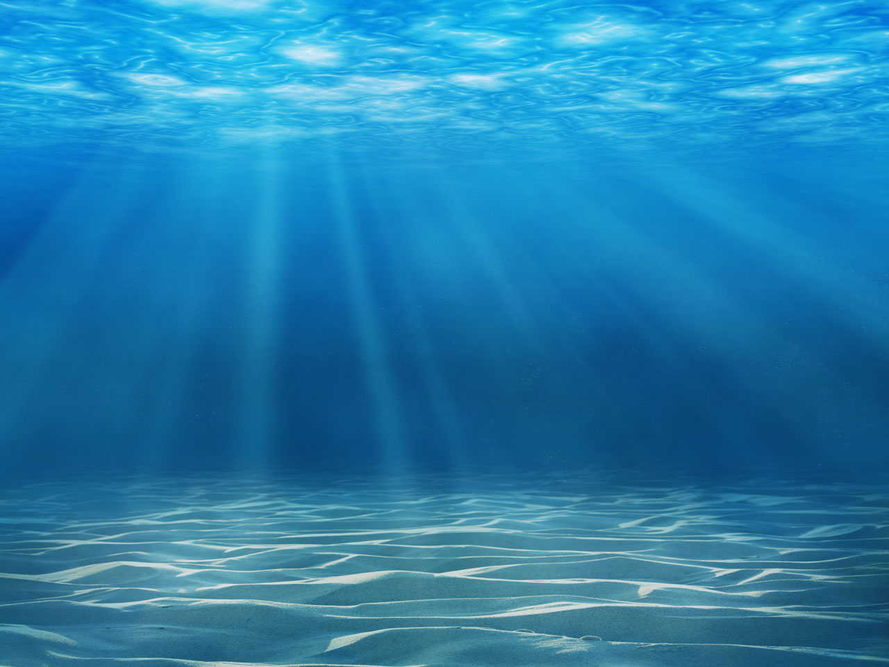 SEA LIFE Sea Floor