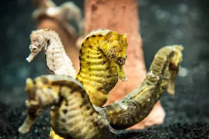 Seahorses At Sea Life Michigan