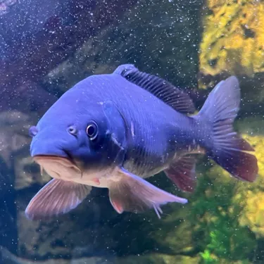 A picture of a fish in the freshwater swamp exhibit