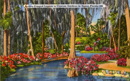 Flowers at Cypress Gardens