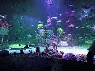 Under Water Greetings Video (1) (1) (1)