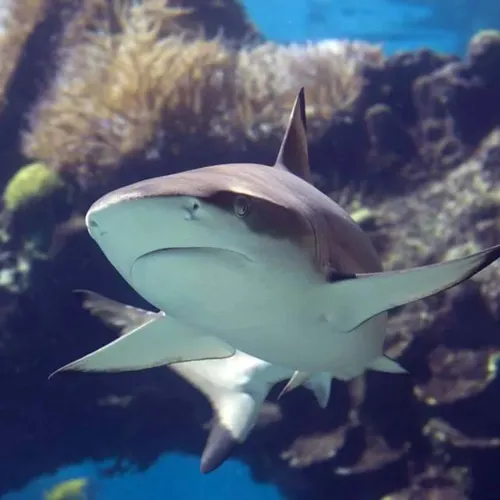 Blacktip Shark at SEA LIFE Florida