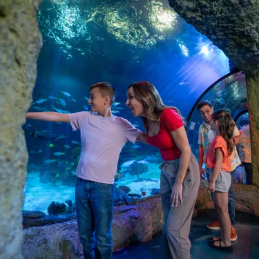 Guests experiencing SEA LIFE Florida and pointing at fish