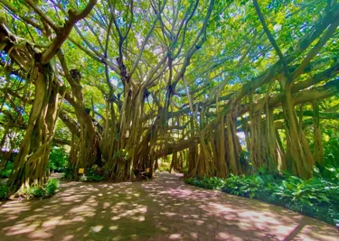 Cypress Gardens 7 5 (1)