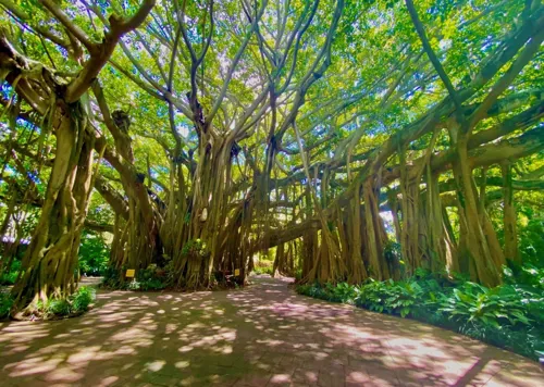 Banyan Tree