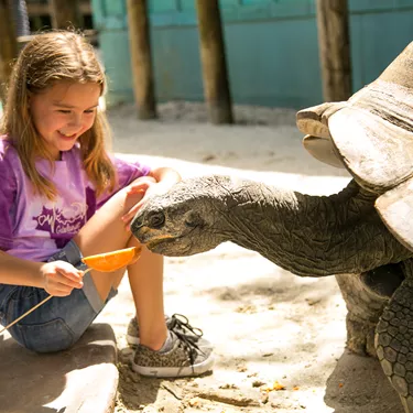 Girl Feeding Tortoise