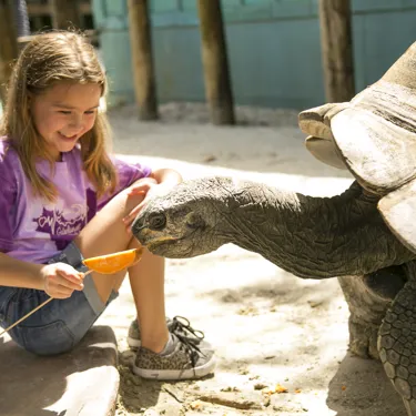 Girl Feeding Tortoise