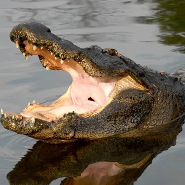Gator Bellow At Gatorland